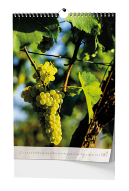 Nástěnný kalendář - Víno - A3                                                                   