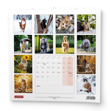 Nástěnný kalendář - Kočky                                          