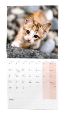 Nástěnný kalendář - Kočky                                          