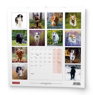 Nástěnný kalendář - Štěňata                    