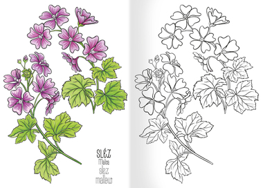 Omalovánka A5 - Herbář I.