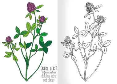 Omalovánka A5 - Herbář II.