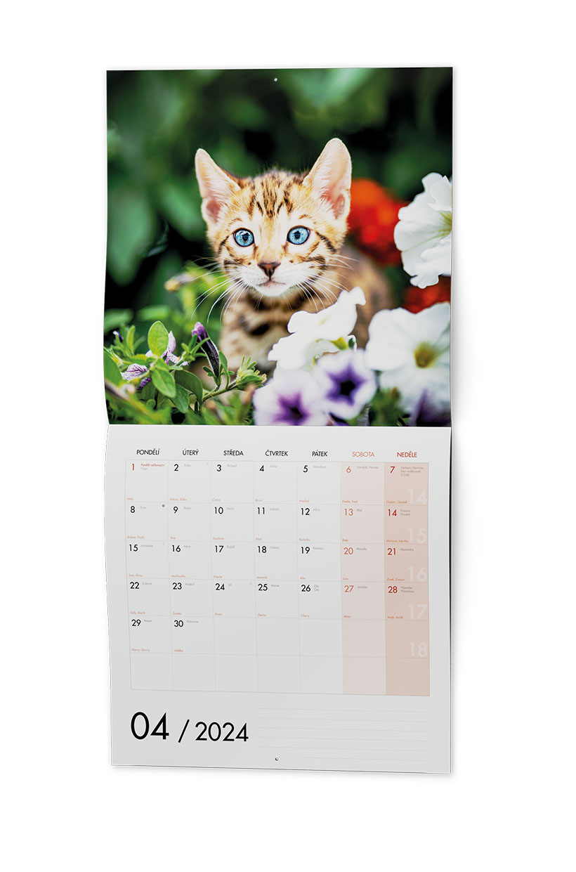 Nástěnný kalendář - Kočky