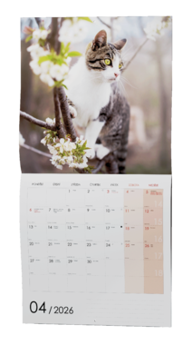 Nástěnný kalendář - Kočky                                          