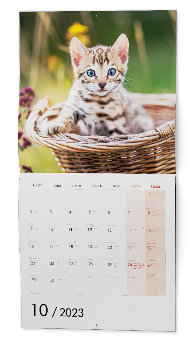 Nástěnný kalendář - Kočky