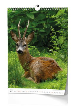 Nástěnný kalendář - Myslivecký kalendář - A3